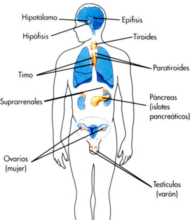 HORMONAS