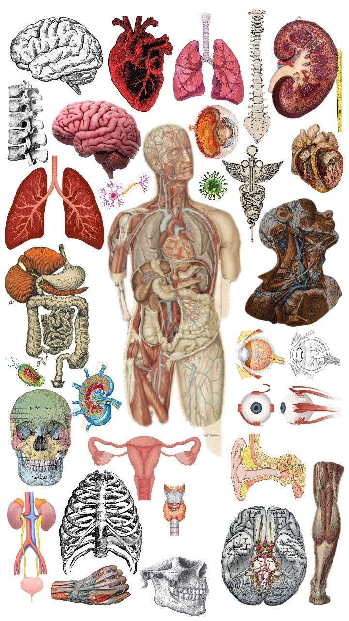 MORFOFISIOLOGIA