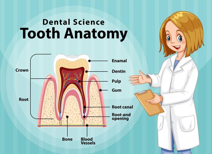 Anatomía Dental